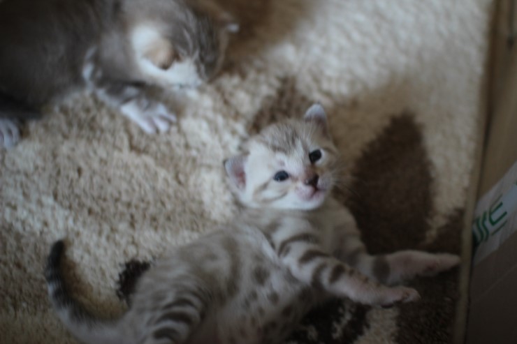 스노우 뱅갈고양이 밍크걸 보시고 가세요^^ 관련 이미지 24
