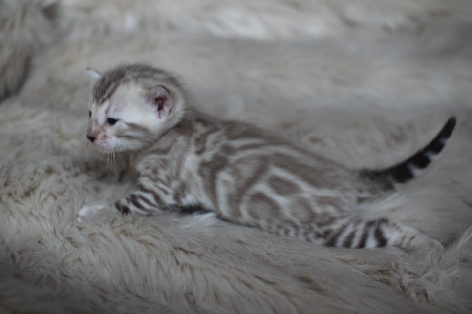 뱅갈고양이 분양은 순수혈통에 아이로 입양하세요~ 관련 이미지 8