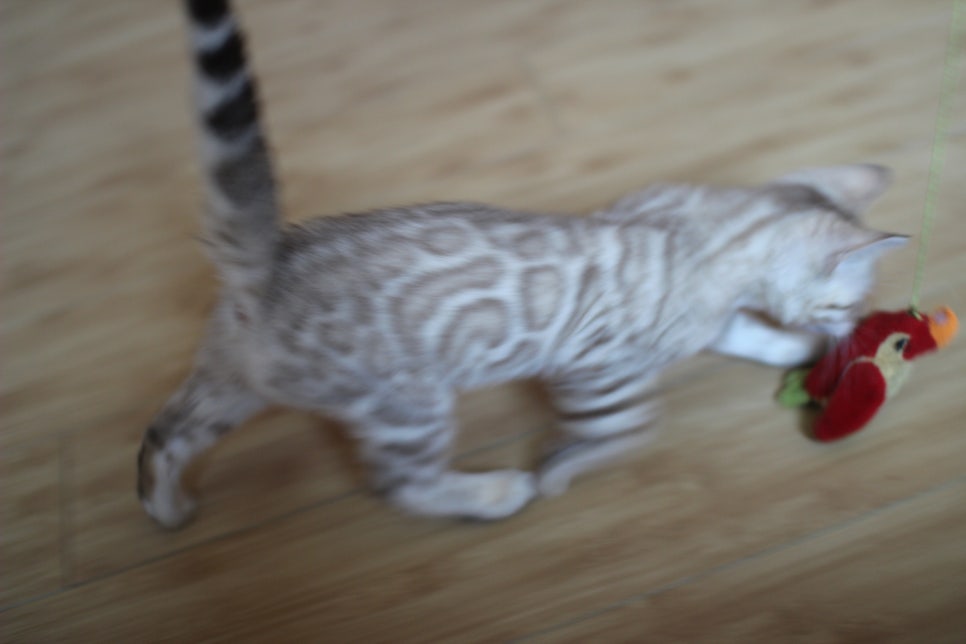 실밍크 뱅갈고양이 키퍼여아 애교가 끝내줘요~ 관련 이미지 8