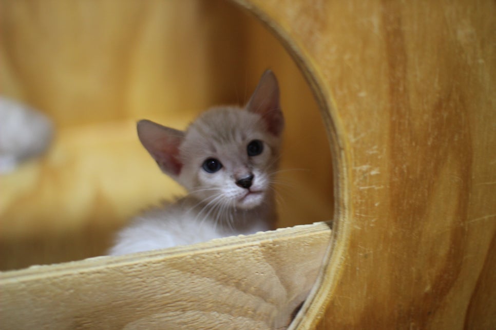 스노우뱅갈고양이 꼬맹이들~ 관련 이미지 12