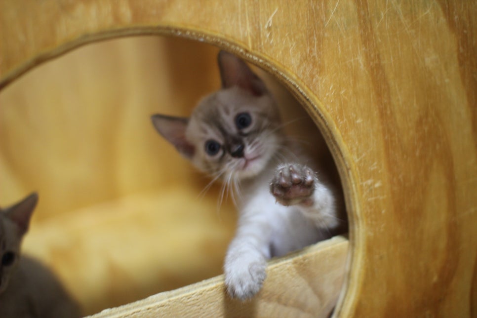 스노우뱅갈고양이 꼬맹이들~ 관련 이미지 7