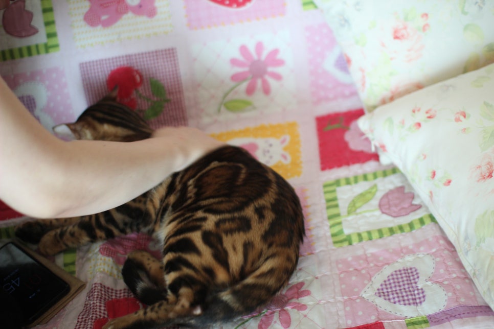 소유뱅갈캐터리 새로운 종묘가 될 남아 입니다~ 관련 이미지 13