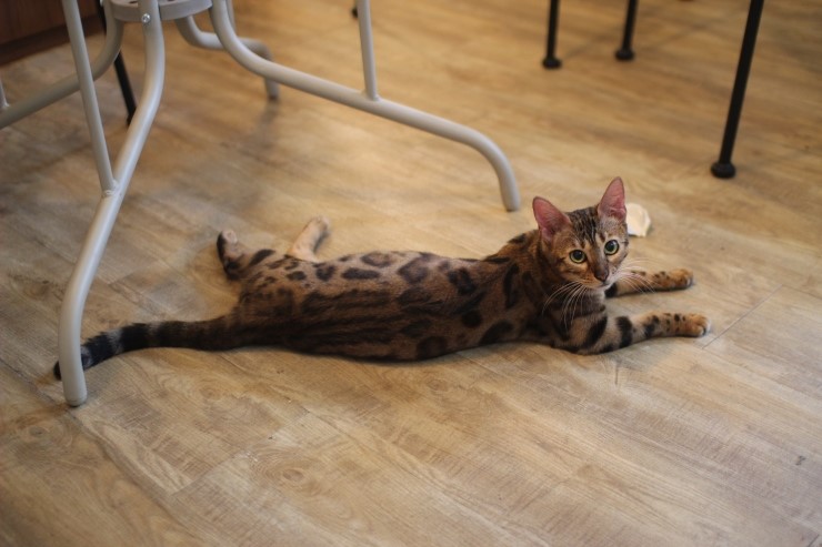 뱅갈고양이,스노우뱅갈고양이, 오늘에 주인공은 말썽꾸러기 레이 ~~~~~~~ 관련 이미지 3