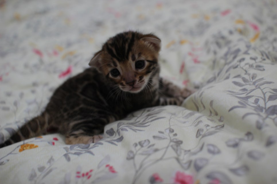 브라운 뱅갈고양이 꽃미묘 꼬맹이들~ 관련 이미지 3