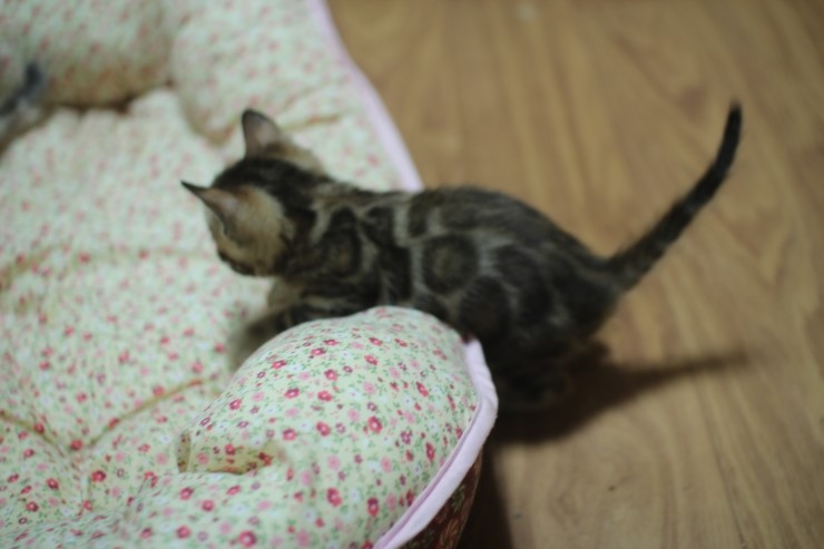 뱅갈고양이 예약된 여아예요~ 관련 이미지 1