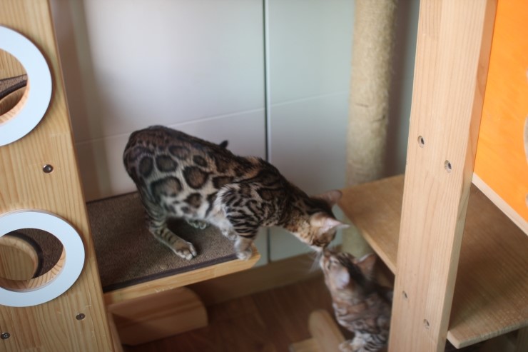 뱅갈고양이 큰방에 아이들 노는 모습~ 관련 이미지 1