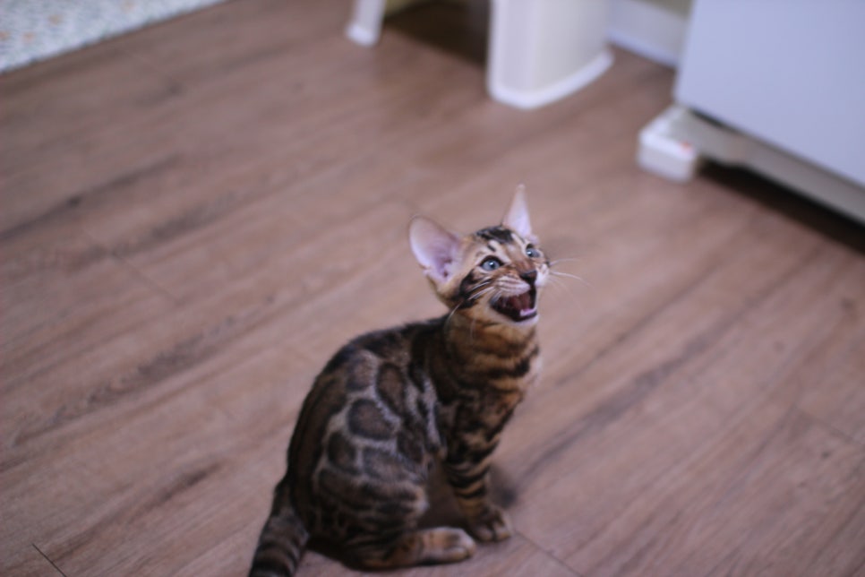 브라운 뱅갈고양이 개냥이 중에 개냥이 남아들 분양해요~ 관련 이미지 5