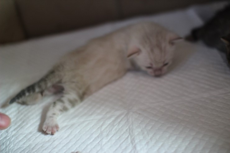 스노우 뱅갈고양이 남매~ 관련 이미지 4