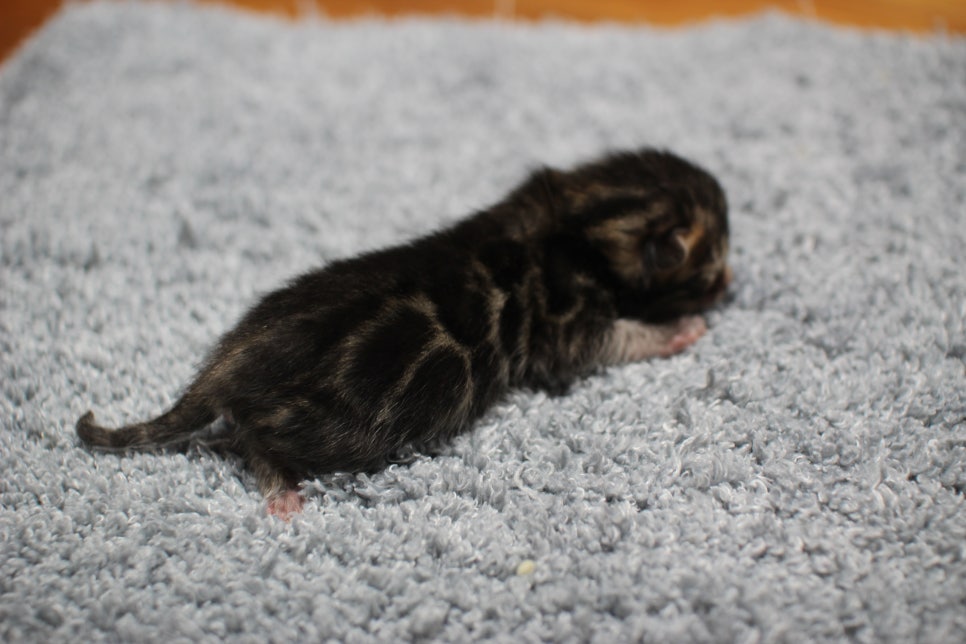 어메이징한 브라운 뱅갈고양이 남아가 태어났어요~ 관련 이미지 4