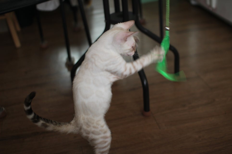 스노우뱅갈고양이 덩치 큰 남아에요~ 관련 이미지 5