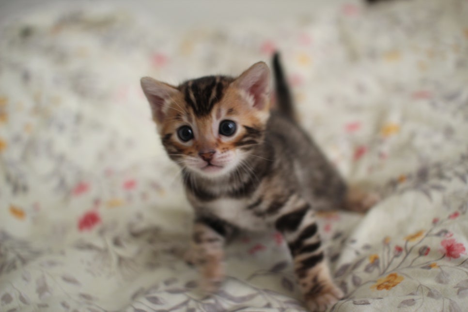 뱅갈고양이 꼬맹이 하루하루 쑥쑥 멋지게 성장중~ 관련 이미지 2