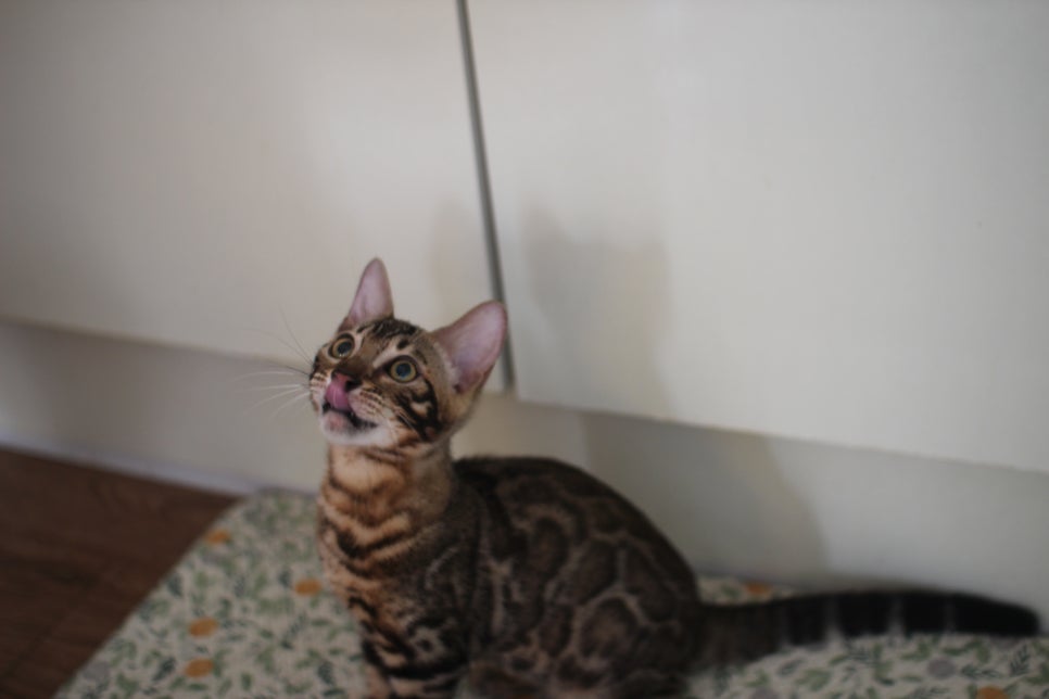 뱅갈고양이분양 애교가 넘치는 아이들 관련 이미지 8