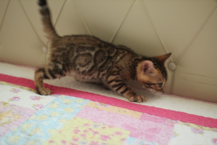 빅로젯 뱅갈고양이 남아1 많이 컸어요~ 관련 이미지 5