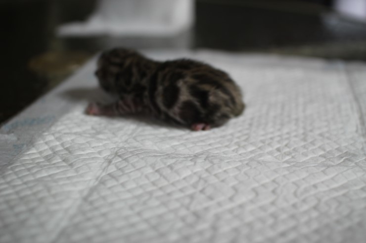 실밍크 뱅갈고양이 영웅이 첫자묘 태어났습니다~ 관련 이미지 4