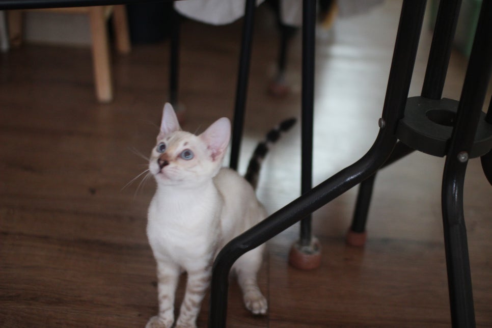 스노우뱅갈고양이 덩치 큰 여아예요~ 관련 이미지 1