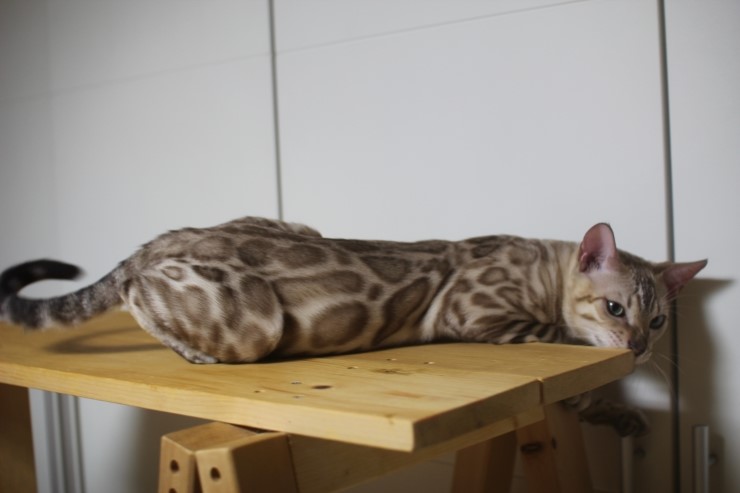 귀염둥이 실밍크 뱅갈고양이 슈퍼히어로~ 관련 이미지 1