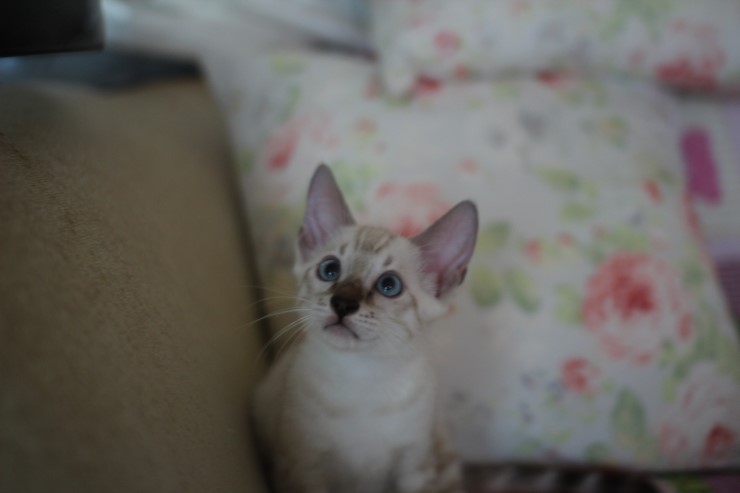 뱅갈고양이 분양 빠져든다 빠져들어~ 관련 이미지 8