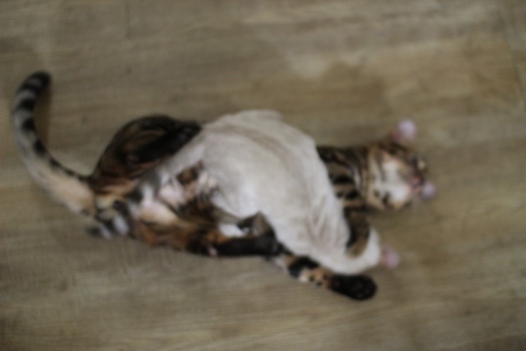 뱅갈고양이,뱅갈고양이 분양,순둥이 링컨이~~~ 관련 이미지 7