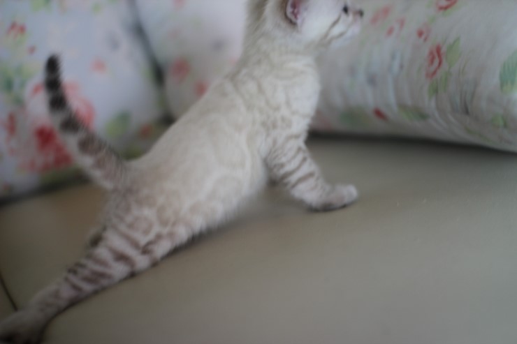 스노우 뱅갈고양이 흰둥이 예약 분양 합니다~ 관련 이미지 6