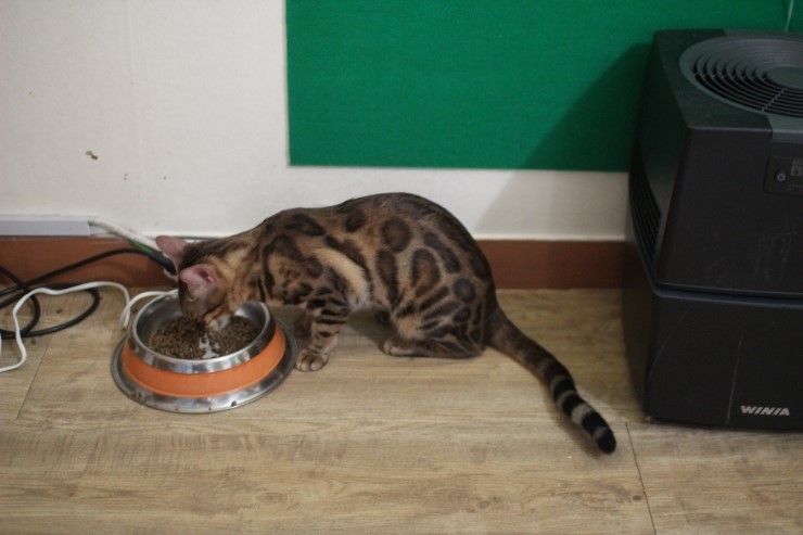 뱅갈고양이,뱅갈고양이 분양,귀여운 미녀 뱅갈고양이들 ㅎㅎㅎ 관련 이미지 8