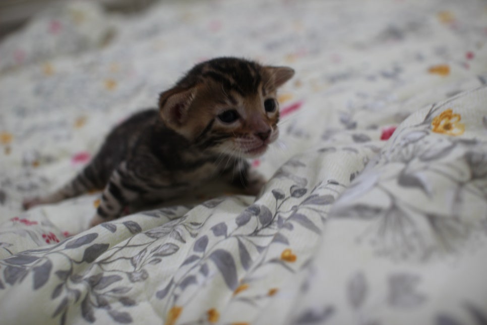 브라운 뱅갈고양이 꽃미묘 꼬맹이들~ 관련 이미지 6