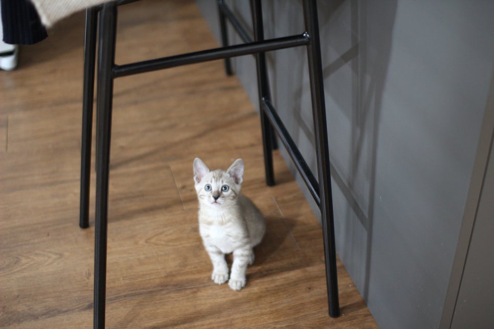 실밍크뱅갈고양이 남아 분양해요~~ 관련 이미지 1