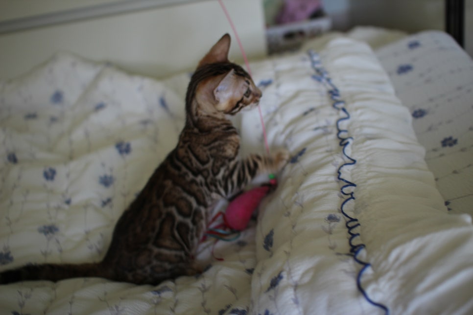 브라운 뱅갈고양이 자매 분양합니다~ 관련 이미지 20