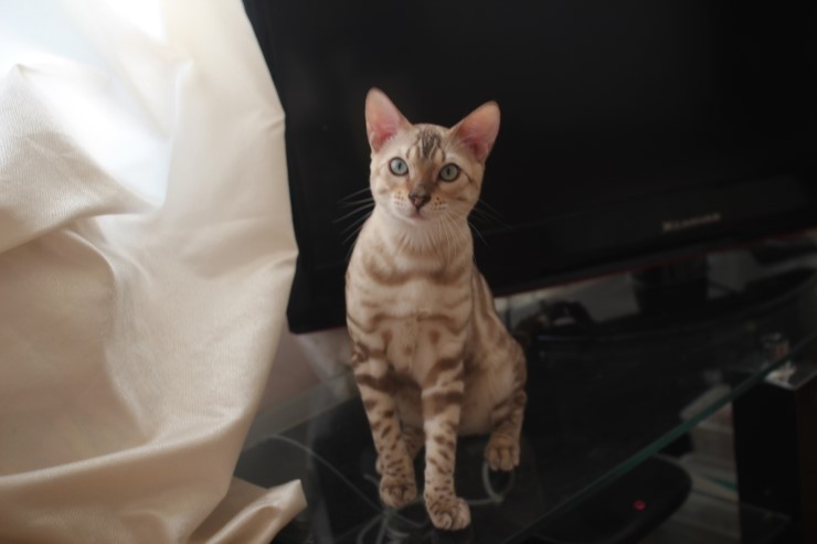 실밍크 뱅갈고양이 영웅이예요~^^ 관련 이미지 1