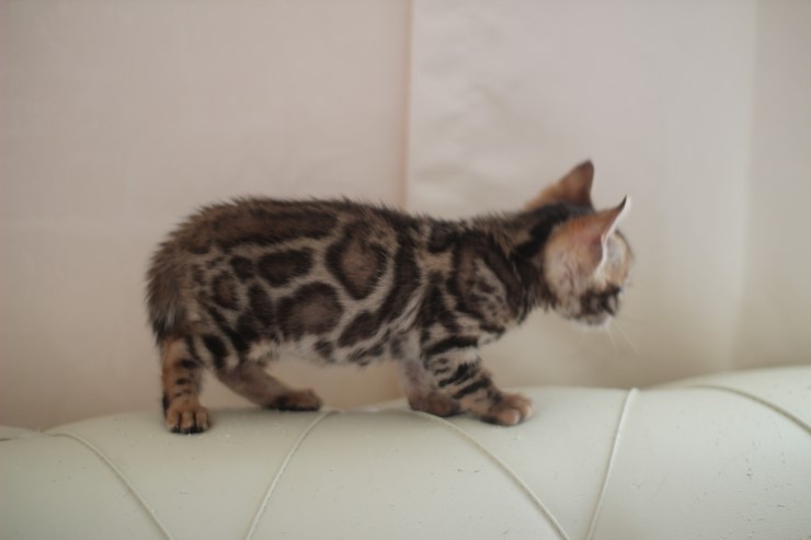 빅로젯 뱅갈고양이 남아2도 많이 컸어요~ 관련 이미지 4