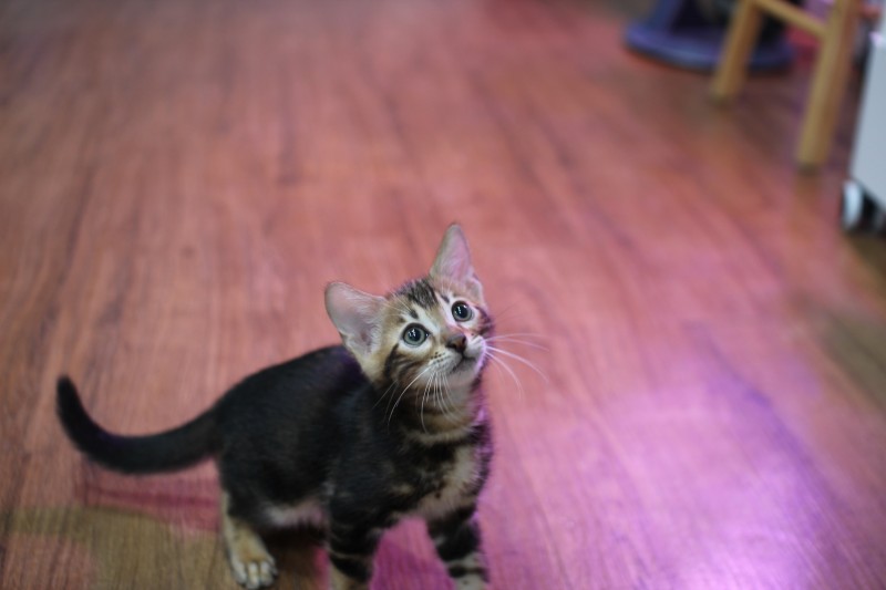 마블 뱅갈고양이 남아 분양해요~ 관련 이미지 1