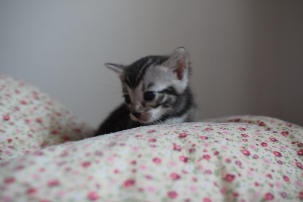 빅로젯 실버뱅갈고양이 여아예요~ 관련 이미지 2