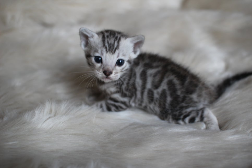 뱅갈고양이 분양은 순수혈통에 아이로 입양하세요~ 관련 이미지 1