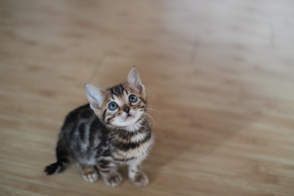 뱅갈고양이분양 환경좋은 홈캐터리에서 받으세요^^ 관련 이미지 1