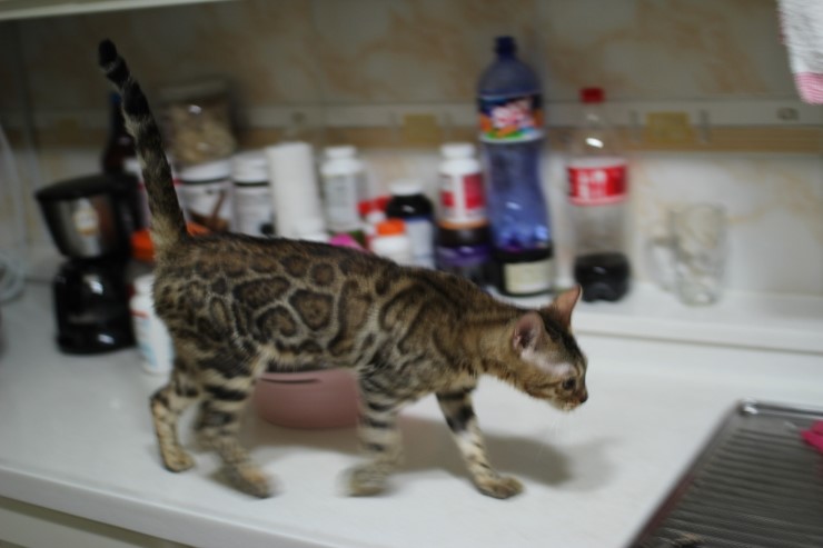 뱅갈고양이 여아 리엔 입니다~ 관련 이미지 1