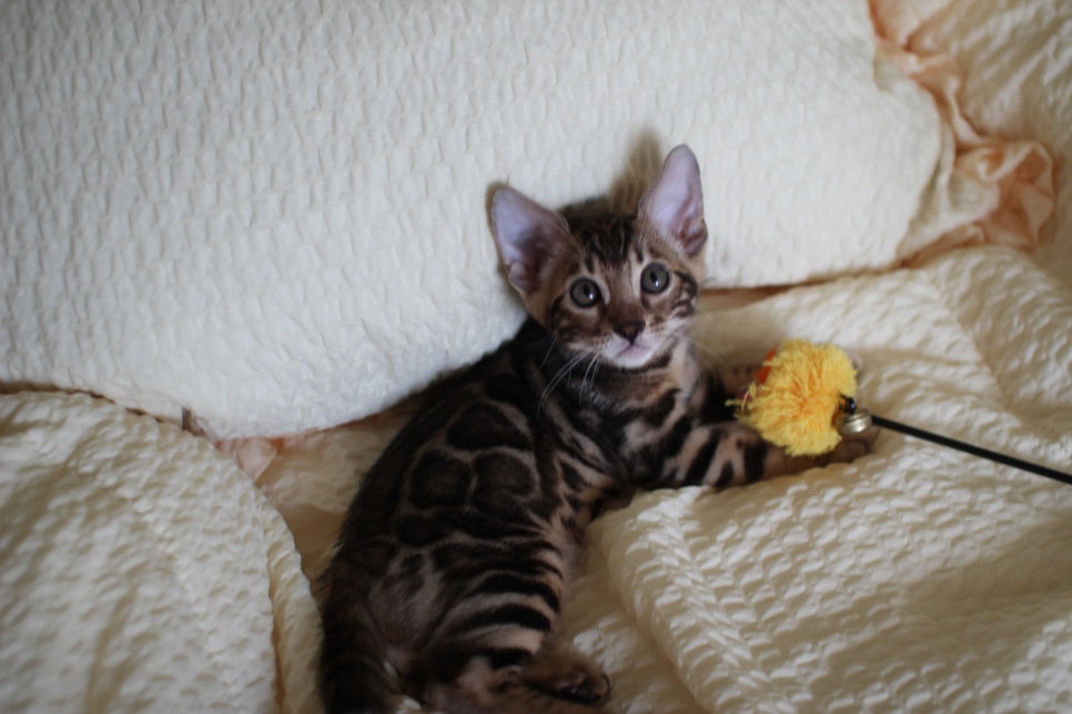 브라운 뱅갈고양이 남아1 분양해요~ 관련 이미지 8