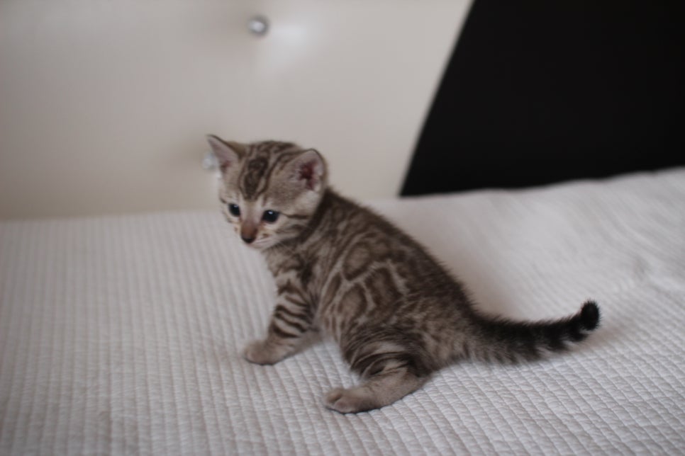 실밍크뱅갈고양이 여아2 예약분양 합니다~ 관련 이미지 7