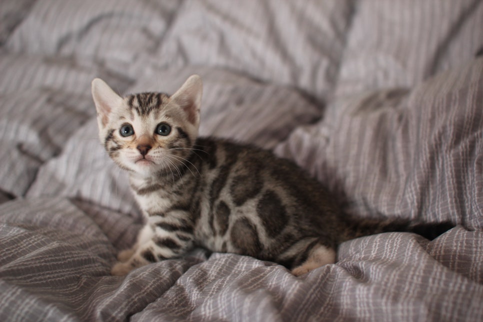 실버뱅갈고양이 여아 분양해요! 관련 이미지 8