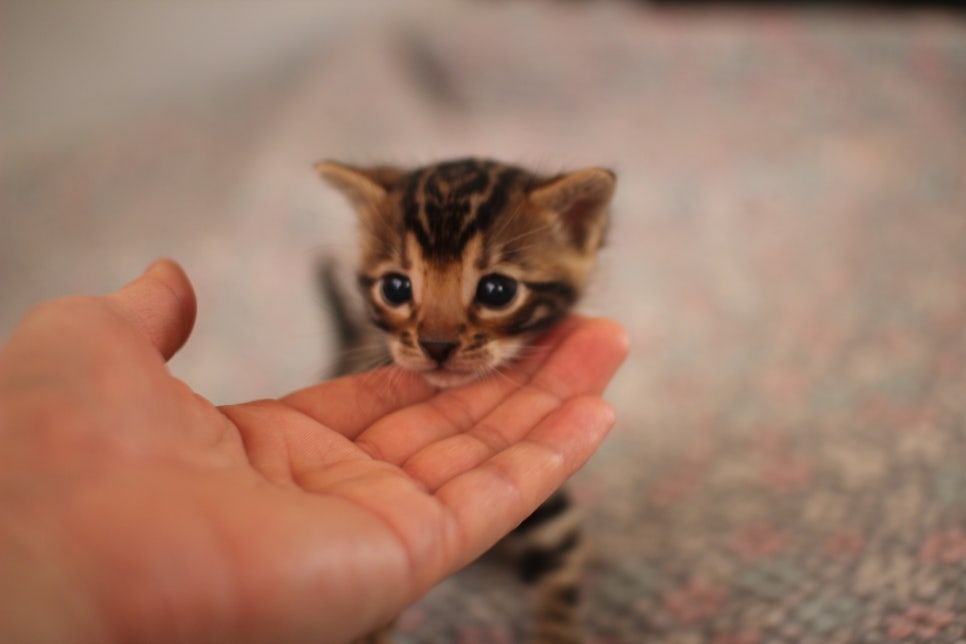 빅로젯 뱅갈남아 분양해요~ 관련 이미지 8