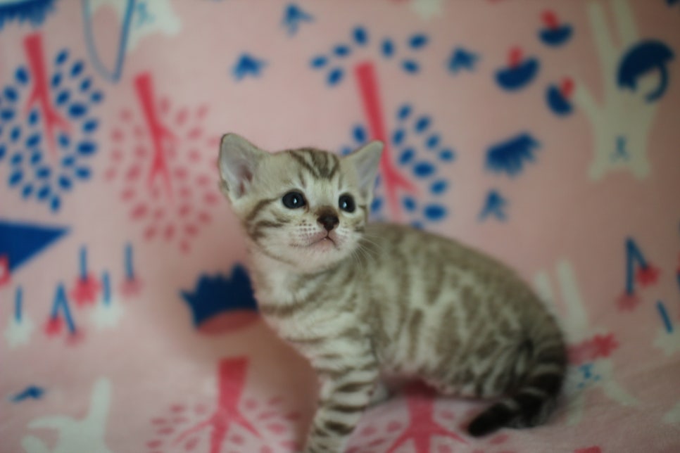 스노우뱅갈고양이 분양은 소유가 최고지! 관련 이미지 3