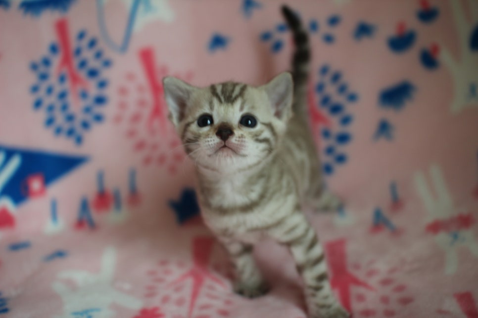 스노우뱅갈고양이 분양은 소유가 최고지! 관련 이미지 4