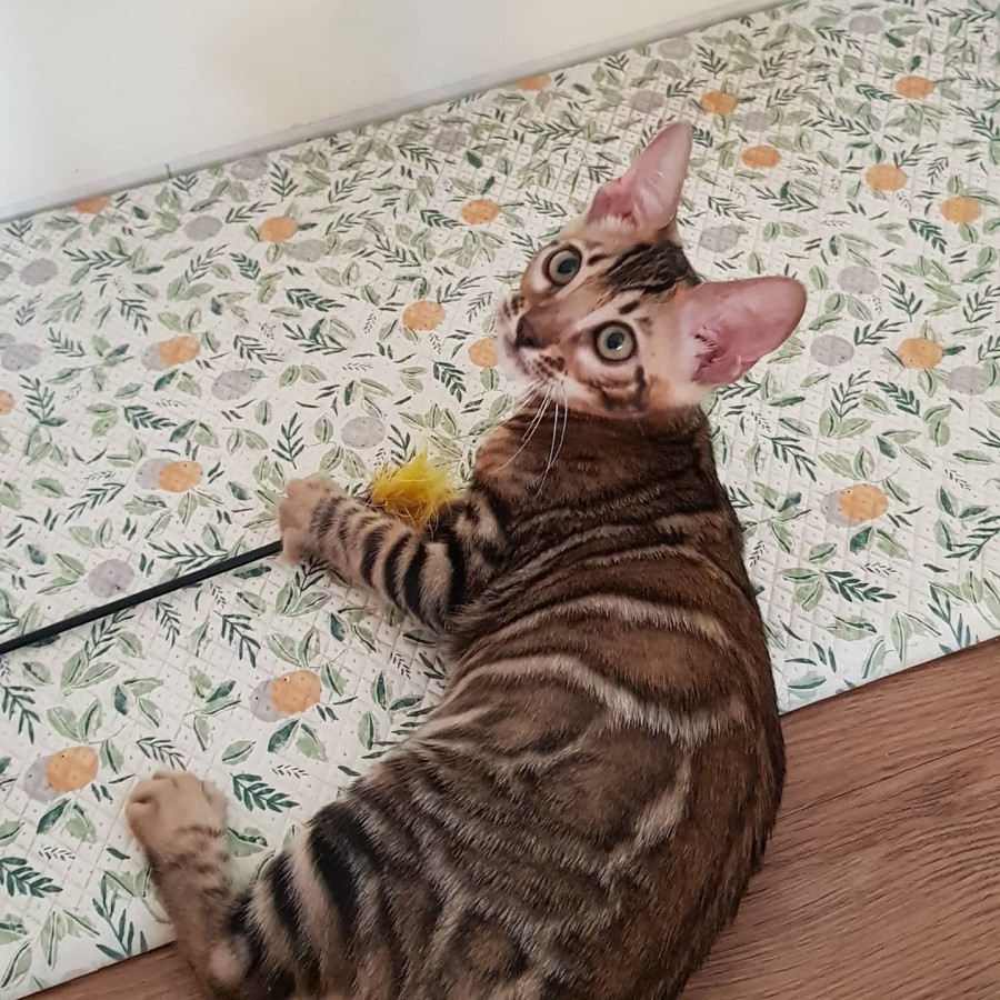 뱅갈고양이분양 초미묘들 등장이요 관련 이미지 4