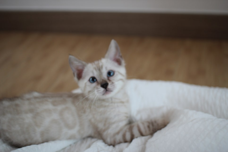 빅로젯 실밍크 뱅갈고양이 남아예요 관련 이미지 4