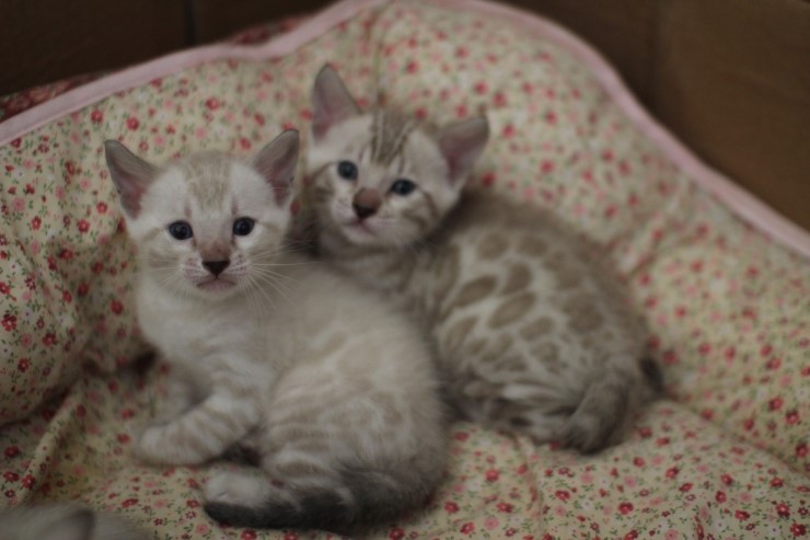 뱅갈고양이 5남매 단체샷 입니다~ 관련 이미지 8