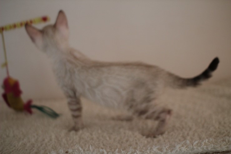 실링스 뱅갈고양이 키퍼 여아 많이 컸어요~ 관련 이미지 2