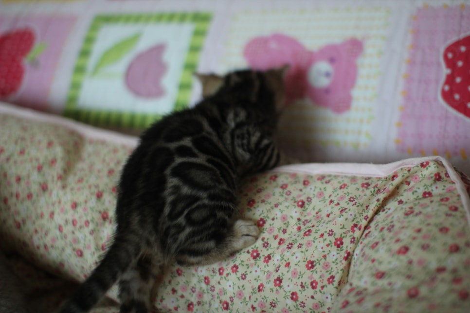 뱅갈고양이 꼬맹이들 사진전 ㅎㅎ 관련 이미지 8