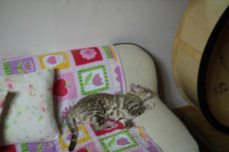 실밍크 뱅갈고양이 킹이예요~~ 관련 이미지 23