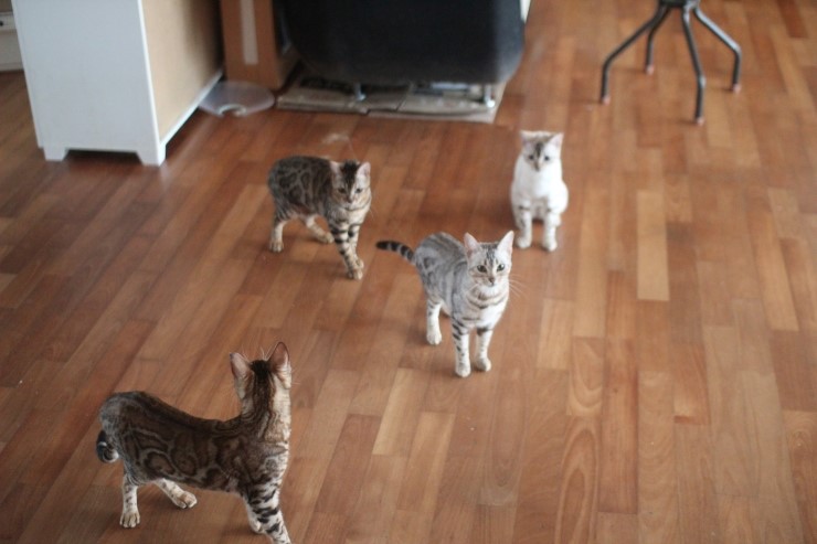 뱅갈고양이 큰 아이들 근황~ 관련 이미지 5