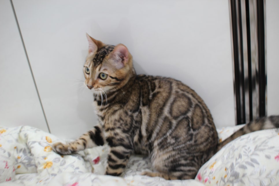 포동포동 귀염둥이 뱅갈고양이 남아예요~ 관련 이미지 7