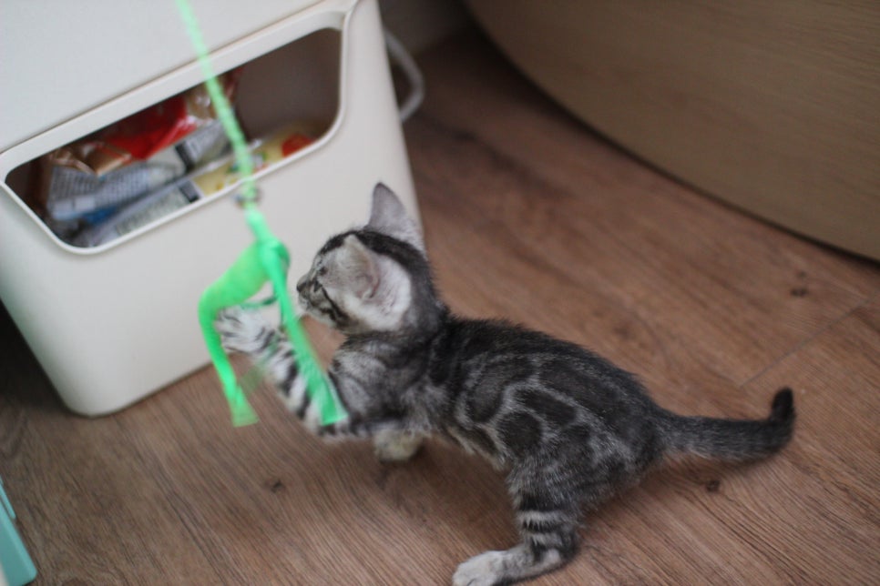 실버뱅갈고양이 남아 오늘 모습~ 관련 이미지 7