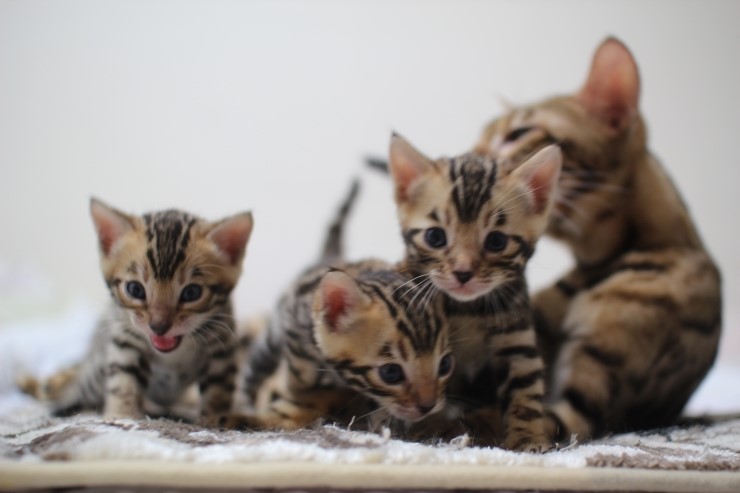 뱅갈고양이 분양가에 대해서~ 관련 이미지 2